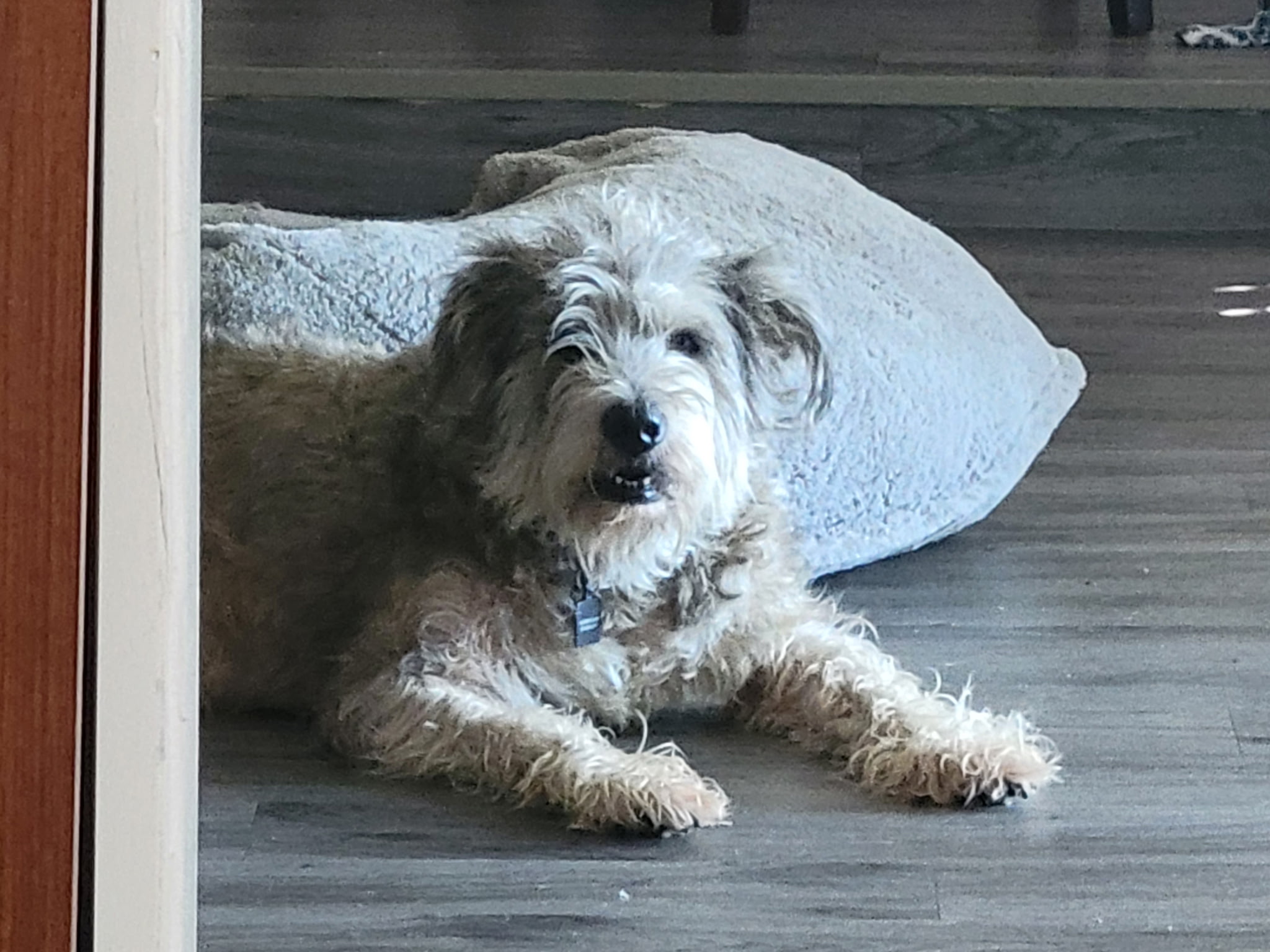 Simon